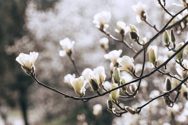 Beautiful white magnolia blossoms in the spring